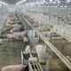 Vēsturisks spriedums Spānijā: industriālā cūkkopība pārkāpj Galīcijas iedzīvotāju cilvēktiesības