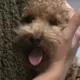 Veterinārārsti Prasa Dramatiski Palielināt Sodus Nelegālajiem Dzīvnieku Tirgotājiem: Cīņa pret Nežēlību Dārziņos