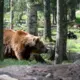 Vidzemē biežāk manīti lāči – kā droši rīkoties mežā?