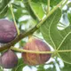 Vīģes koki kā negaidīts glābiņš klimatam: jauns pētījums atklāj revolucionāru CO₂ piesaistes mehānismu