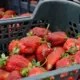 Viltus zemeņu vilnis: Kā Polijas ogas, uzdotas par vietējām, kropļo tirgu un mulsina pircējus