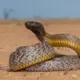 Visindīgākā sauszemes čūska: Kāpēc Makkoja taipāns ir bīstams, bet ne nāvējošs