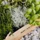 Zaļā oāze mājās: kā augi var kļūt par jūsu dabisko aromterapijas un labsajūtas avotu
