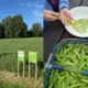 “Zirņu bingo” – no zaļo zirnīšu eiforijas līdz rūgtām atziņām par cilvēka atbildību