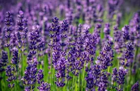 40 vasaras dienas, kas paredz rudeni un ziemu: Viļa Bukša dabas vērojumu noslēpumi