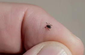 5 Svarīgākie Soļi: Kā Pareizi Izņemt Piesūkušos Ērci, Lai Pasargātu Veselību