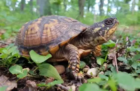 ASV: Vīrietis pieķerts, pelnot bagātību, sūtot aizsargātus bruņurupučus klientiem zeķēs