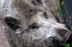 Āfrikas Cūku Mēra Vilnis Turpina Apdraudēt Latvijas Mežus: Sastopamība Mežacūkām Pieaug
