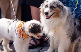 Aicinājums Atvieglot Mājdzīvnieku Ārstēšanas Slogu: Vai Veterinārārsta Rēķins Drīzumā Būs Attaisnotajos Izdevumos?