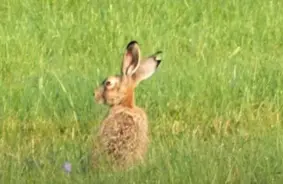 Aizkustinošā zaķu riesta drāma: iemūžināts tēviņš ar "trešo ausi" pēc sīvas cīņas par mātīti