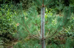 Aizsargā jaunaudzes ziemā: speciālistu padomi un efektīvas metodes meža saglabāšanai