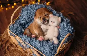 Aptauja atklāj: teju trešdaļa Latvijas mājdzīvnieku saimnieku savus mīluļus saņēmuši dāvanā – kāda ir atbildīgās turēšanas realitāte?