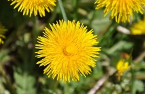 Atklājiet pieneņu zelta noslēpumus: Botāniskajā dārzā aicina uz aizraujošu ģimenes dienu “Botania” centrā