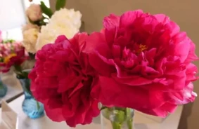 Atrasta Latvijas Gada Skaistākā Peonija 2025: Izstādes “Peonijas 2025” Uzvarētāja – “Glowing Heart”