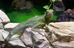 Augusta dinamiskais sākums: Pirmdiena atnesīs lietu un pērkona dārdus lielākajā daļā Latvijas