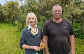 Auniņu ģimenes Kocēnos audzē smiltsērkšķus 16 gadu: Zelta oga cīnās ar dabas kaprīzēm