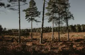 Baltijas neizmantotās zemes aicina pārvērst mežos – ekoloģisks un ekonomisks ieguvums