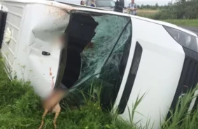 Bīstamais riesta laiks: Auto sadursmes ar stirnām un aļņiem rada miljoniem eiro zaudējumus un augstu risku uz Latvijas ceļiem