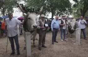 Boškarina triumfs: Kā Horvātijā reta vērša šķirne tika izglābta no izzušanas un atdzimst jaunā godībā