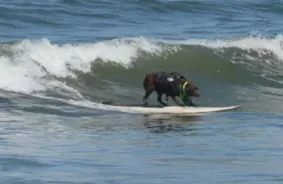 Brazīlijas labradore Luna pārsteidz pasauli: Cīnīsies par sērfošanas titulu Kalifornijā