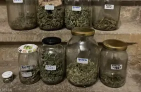 Cēsu novadā atklāj vērienīgu marihuānas audzētavu un nelegālu ieroču arsenālu