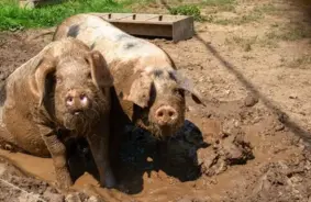 Cūkgaļas cenas Latvijā jūnijā pieaug, pārsniedzot ES vidējo līmeni