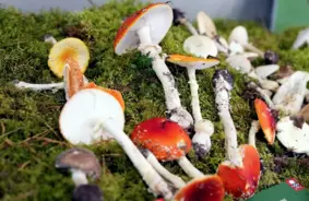 Dabas muzejā atklāta ikgadējā sēņu izstāde: no ēdamām līdz aizsargājamām sugām