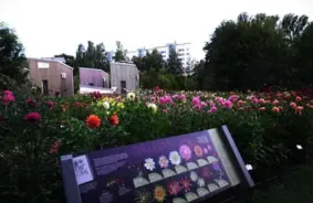 Dāliju krāšņumā aicina LU Botāniskais dārzs: Bezmaksas apmeklējums Rīgas svētkos