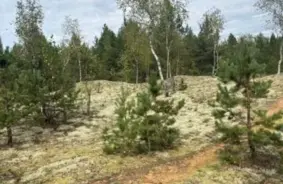 Daugavpils pievārtē atjauno reti sastopamu iekšzemes kāpu biotopu, lai glābtu apdraudētas sugas