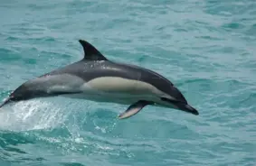 Delfīnu dzīves ilgums Atlantijā samazinājies par septiņiem gadiem: zinātnieki norāda uz zvejas un piesārņojuma draudiem