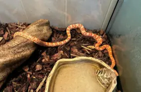 Eksotiskā čūska Rīgas kāpņutelpā: atbildība un pārsteiguma sekas