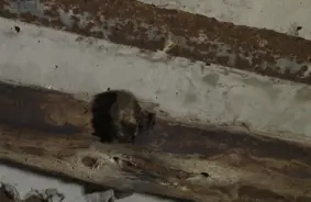 Ēku pārbūves vasarā: cik zīmīgi apdraud sikspārņu mazuļu nākotni Latvijā?