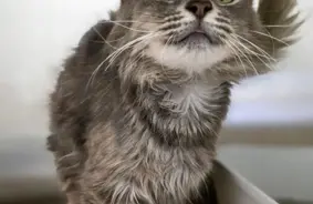 Fice, Remoss, Zira un citi: patversmes četrkājaiņi ar cerību acīs meklē mājas šoruden