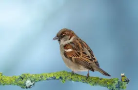 Horoskops 19. augustam: Kā zvaigznes ietekmēs jūsu dienu?