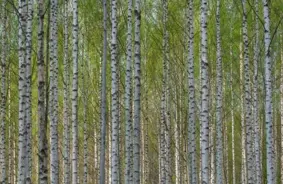 IKEA saistītais investors par 720 miljoniem eiro iegādājas mežus Latvijā un Igaunijā