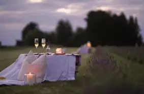 Ienirstiet lavandu purpura maģijā: deviņi Latvijas dārzi, kas gaida tieši jūs