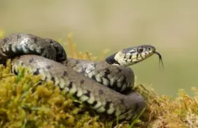 Indietis policijā apgalvo: Sieva pārtop par indīgu čūsku un cenšas viņu noindēt