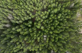 «Ingka Investments» par 720 miljoniem eiro iegādājas meža masīvus Latvijā un Igaunijā, kļūstot par lielāko privāto mežu īpašnieku Baltijā