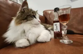 Jaunzēlandē pieejams kaķumētru “vīns” mājdzīvniekiem stresa mazināšanai