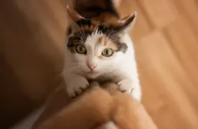 Kā atradināt kaķi no skrāpēšanas: 4 vienkārši un efektīvi veidi