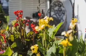 Kā veiksmīgi pārziemināt krāšņās kannas Latvijas rudens un ziemas apstākļos