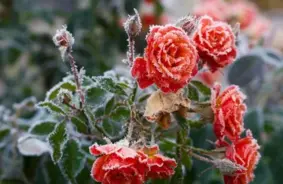 Kad un kā pareizi ieziemot rozes Latvijā: audzētāju padomi