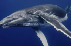 Kādu dzīvnieku elpa ir vissliktākā: no jūras milžiem līdz tasmāņu «velniem»