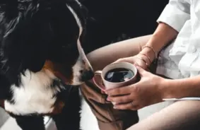 Kafija suņiem: briesmas, simptomi un nepieciešamība pēc steidzamas veterinārās palīdzības