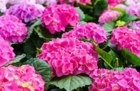 Kāpēc hortenzijas neuzziedēja un kā sagatavot dārza karalienes nākamajai sezonai?