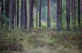 Karsta diskusija par mežu nākotni: ZZS un “Progresīvo” vīzijas saduras