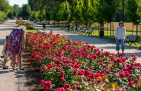 Ķemeru parks vasaras pilnbriedā: tūkstošiem rožu pārvērš vēsturisko dārzu krāšņā oāzē
