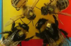 Ķīnā radītas kiberbites ar smadzeņu kontroli: Glābēji un spiegi vienā kukainī