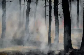 Klimata krīze: Meži dega kā ugunsstihas no Austrālijas līdz Amazonai