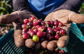 Kostarika Kafijas Sirds: CoopeTarrazú Ceļš uz Ilgtspēju un Kopienas Labklājību